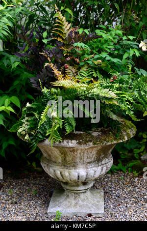 urn,container,gardening,Dryopteris Erythrosora var prolifica,Actaea simplex Atropurpurea Group Brunette,mix,mixed,combination,RM Floral Stock Photo