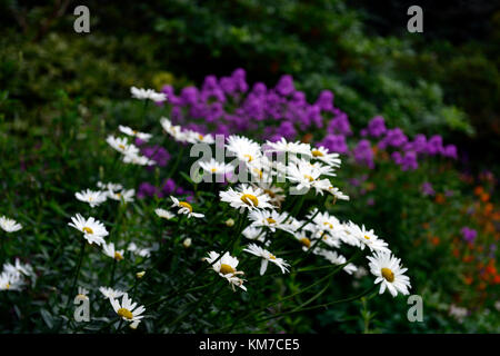 white,daisy,daisies,perennial,flowers,flowering,mix,mixed,bed,border,garden,gardens,gardening,RM Floral Stock Photo