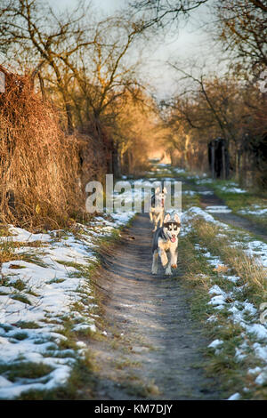 Siberian husky dogs for a walk in the winter park Stock Photo - Alamy