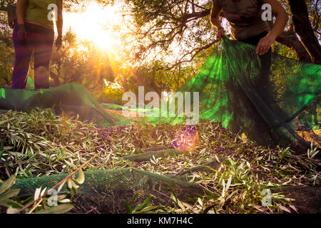 Harvesting fresh olives on green nets from woman agriculturists in an olive tree field in Crete, Greece for olive oil production. Stock Photo