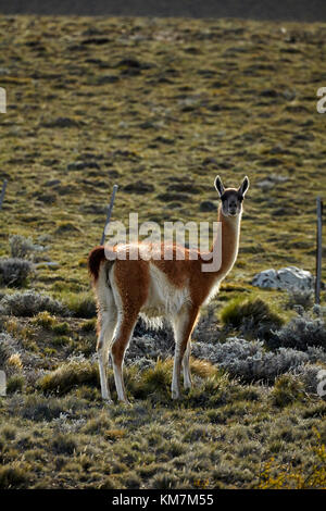 Guanaco (Lama guanicoe), near El Chalten, Patagonia, Argentina, South America Stock Photo