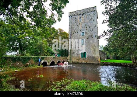 Trotting horses from Ballinasloe Fair refresh in river by Thoor Ballylee, once home of poet W.B.Yeats, near Gort, Galway Ireland Stock Photo