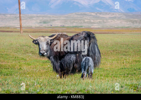 Female black yak with its baby in the pasture, Kyrgyzstan Stock Photo