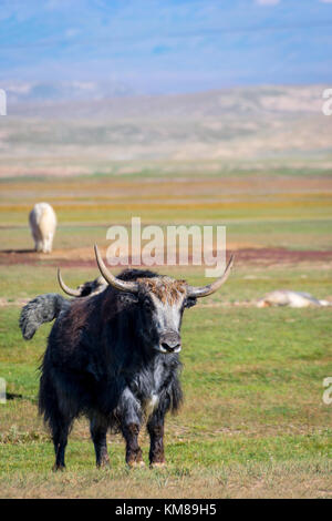 Big male black yak in the pasture in the mountains, Kyrgyzstan Stock Photo
