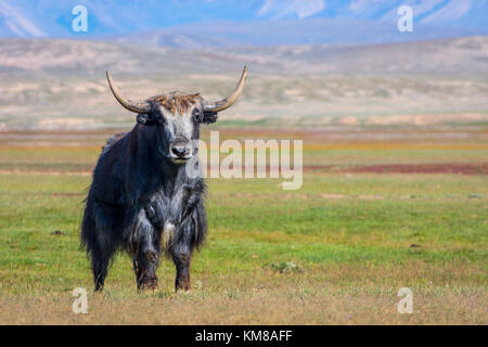 Big male black yak in the pasture in the mountains, Kyrgyzstan Stock Photo