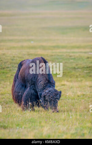Black male yak in the green meadow, Kyrgyzstan Stock Photo