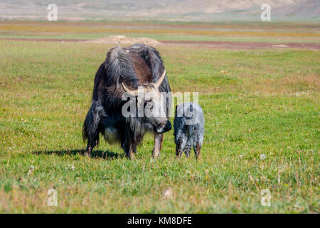 Female black yak with its baby in the pasture, Kyrgyzstan Stock Photo