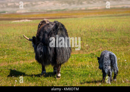 Female black yak with its baby in the pasture, Kyrgyzstan Stock Photo