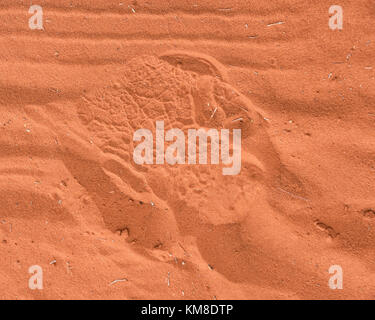 A Rhino footprint in red sand Stock Photo