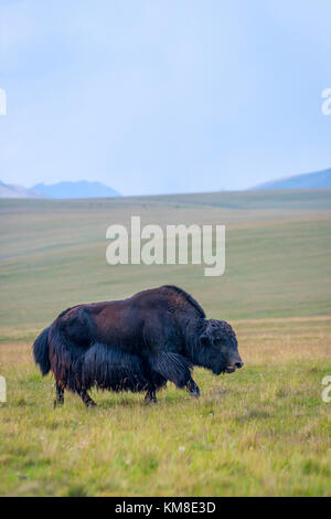 Black male yak in the green meadow, Kyrgyzstan Stock Photo
