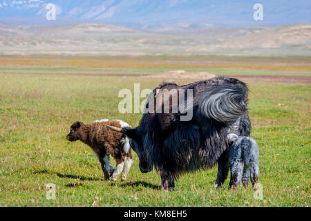 Female black yak with its baby in the pasture, Kyrgyzstan Stock Photo