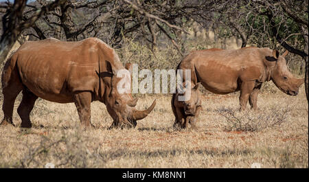 A White Rhinoceros family in Southern African savanna