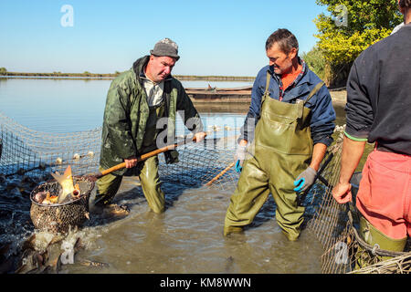 A fishermen scoops up fish from a net.  Fishing Industry. Stock Photo