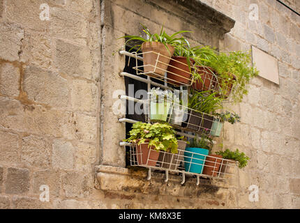 Different kinds of flowers and pots hang on a window of old, historical building in Dubrovnik old town. Stock Photo