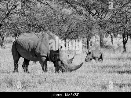 A White Rhinoceros mother and calf in Southern African savanna Stock Photo