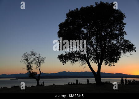 Madrone at Sunset Stock Photo