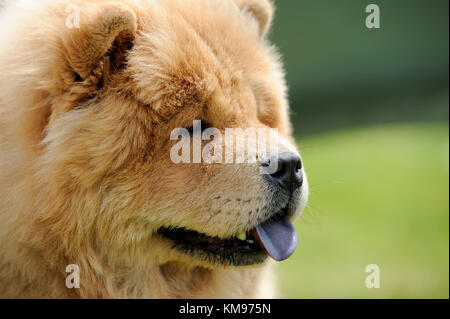 Close up portrait happy brown Chow Chow dog Stock Photo
