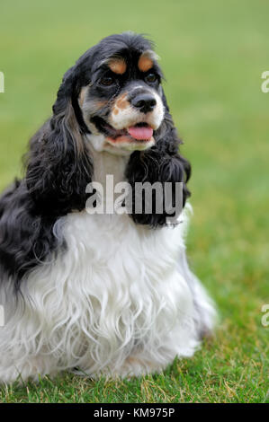 American Cocker Spaniel dog in green summer grass Stock Photo