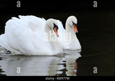 Close beautiful swan swimming in the lake Stock Photo