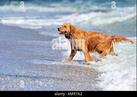 Young golden retriever running on the beach Stock Photo