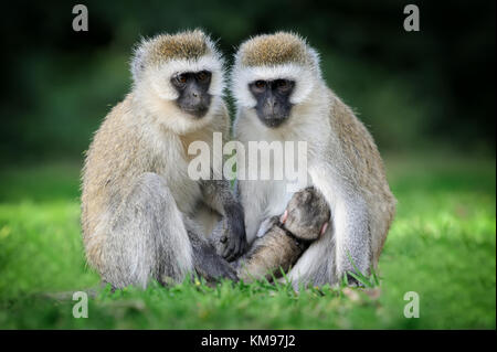 Three Cape Vervet Monkeys in the park Stock Photo