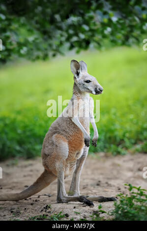 Baby australian western grey kangaroo Stock Photo