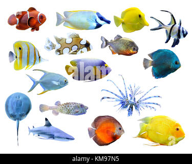 Great collection of a tropical fish on a white background Stock Photo