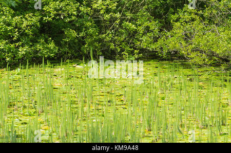 Green reeds in shallow water in the corner of a lake in Spring in the UK. Stock Photo