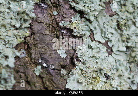 Lichens on the bark of a tree. Closeup. Stock Photo