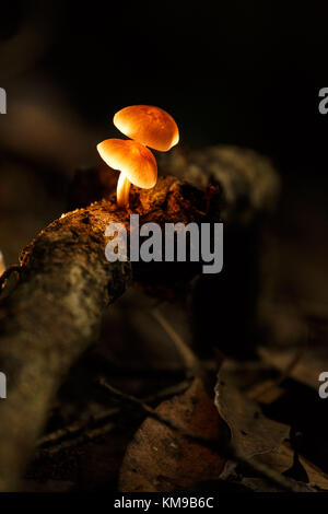 Two small mushrooms growing out of a jungle log in Papua New Guinea Stock Photo