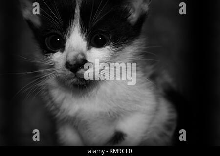 Black and White Kitten Stock Photo