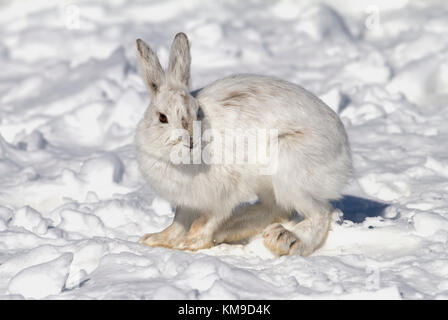 Snowshoe hare or Varying hare (Lepus americanus) standing in the snow with a white coat in winter in Canada Stock Photo