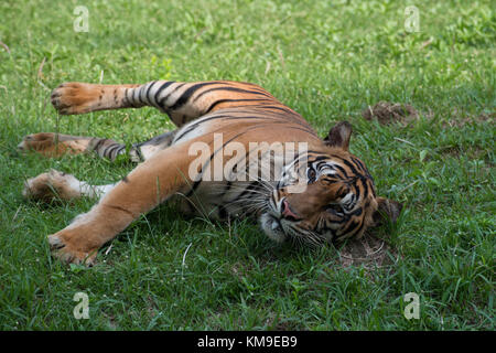 Sumatran tiger lying on the grass