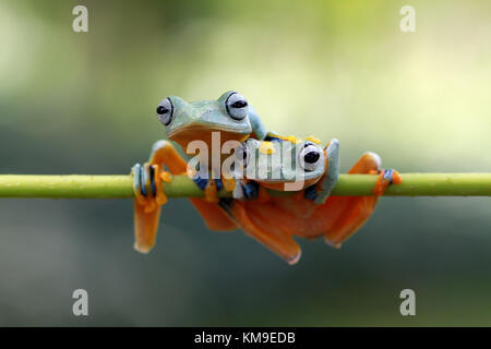 Two Javan tree frogs sitting on branch Stock Photo