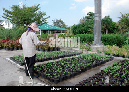 Gardener watering morning Stock Photo