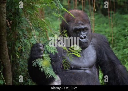 Portrait of a silverback gorilla in the jungle, Rwanda Stock Photo