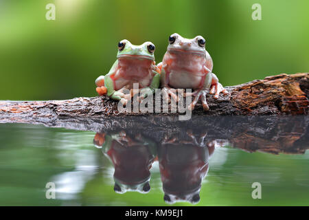 Two dumpy tree frogs sitting on a branch by water Stock Photo