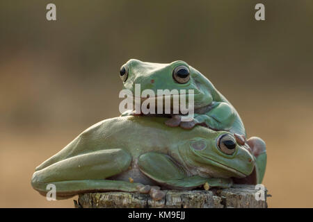 Two dumpy tree frogs sitting together, Indonesia Stock Photo