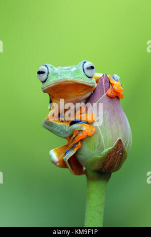 Javan tree frog sitting on a lotus flower bud Stock Photo