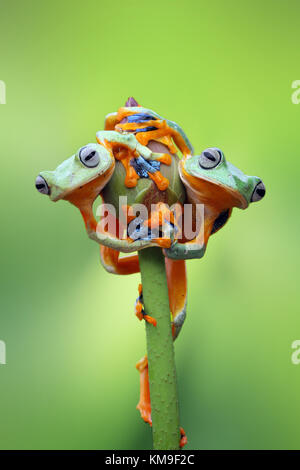 Two javan tree frogs sitting on a lotus flower bud Stock Photo