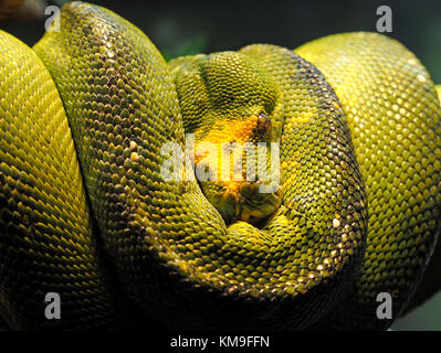 coiled Emerald Green Tree Boa (Corallus caninus) at rest in the vivarium of Manchester Museum, Oxford Road, Manchester, United Kingdom Stock Photo