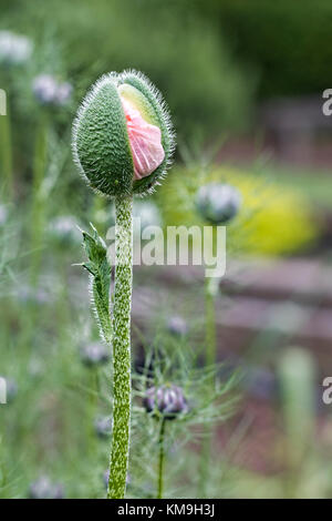 A single pink poppy stem bursting into flower against a background of others Stock Photo