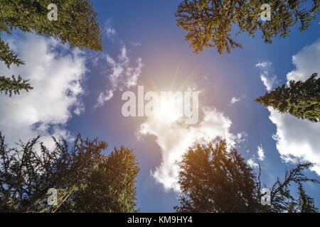 Pine trees seen from below against the sun and blue sky Stock Photo