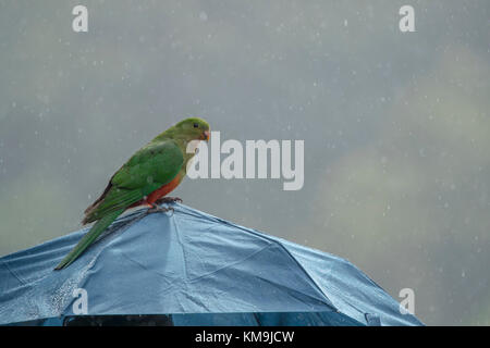 Australian king parrot (Alisterus scapularis) perched on an umbrella in the rain, Victoria, Australia Stock Photo
