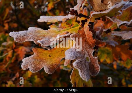 Oak leaves golden brown Autumn  colours on tree covered in frost Stock Photo