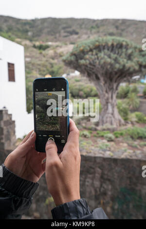 The Dragon Tree (El Drago), a national monument in Icod de los Vinos,  north of Tenerife Stock Photo