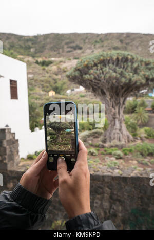 The Dragon Tree (El Drago), a national monument in Icod de los Vinos,  north of Tenerife Stock Photo