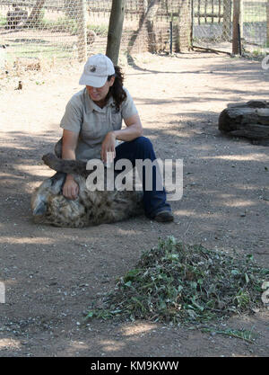 Lion Park, Spotted Hyena playing with volunteer, Crocuta crocuta Stock Photo
