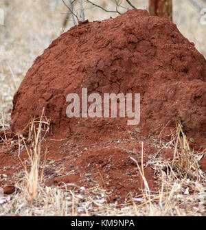 Kruger National Park, close-up of an anthill, Marloth Park Stock Photo