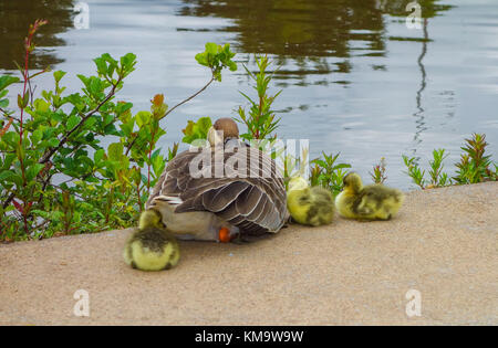 Swan Goose (Anser cygnoides) with chicks. Stock Photo